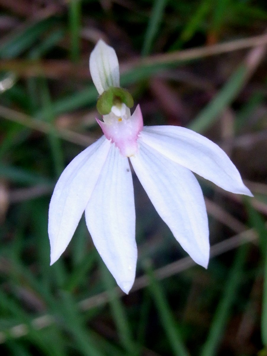 Caladenia picta (Painted Fingers) (alternate view 6)