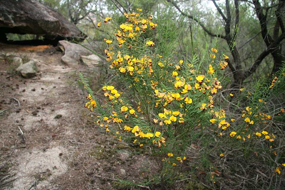 Bossiaea heterophylla (Variable Bossiaea) (alternate view 7)