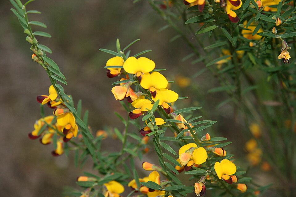 Bossiaea heterophylla (Variable Bossiaea) (alternate view 8)