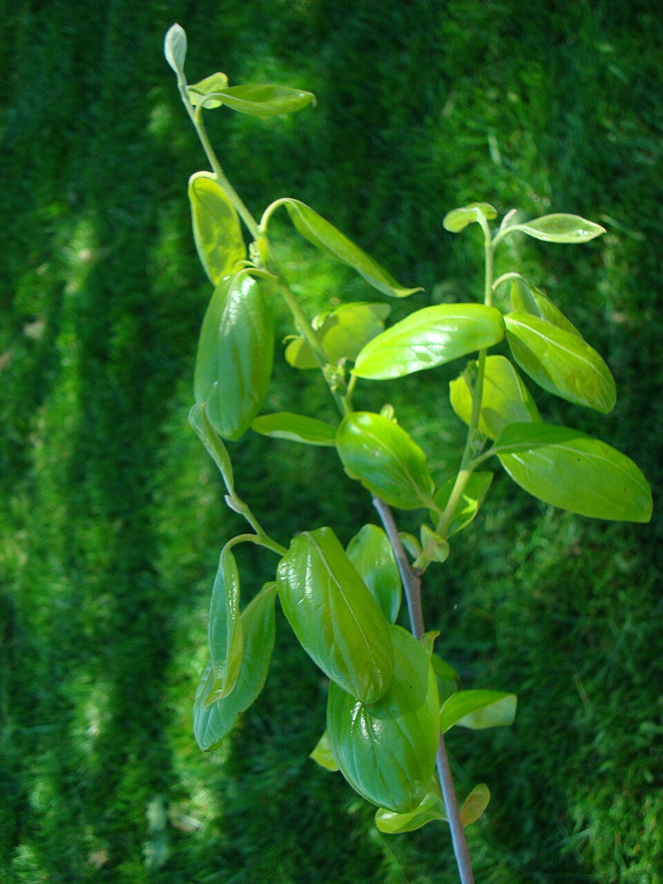 Diospyros kaki (Japanese Persimmon) (alternate view 7)