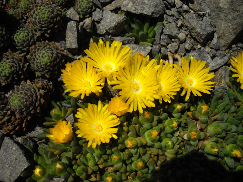 Delosperma congestum 'Gold Nugget' (Gold Nugget Ice Plant) (alternate view 5)
