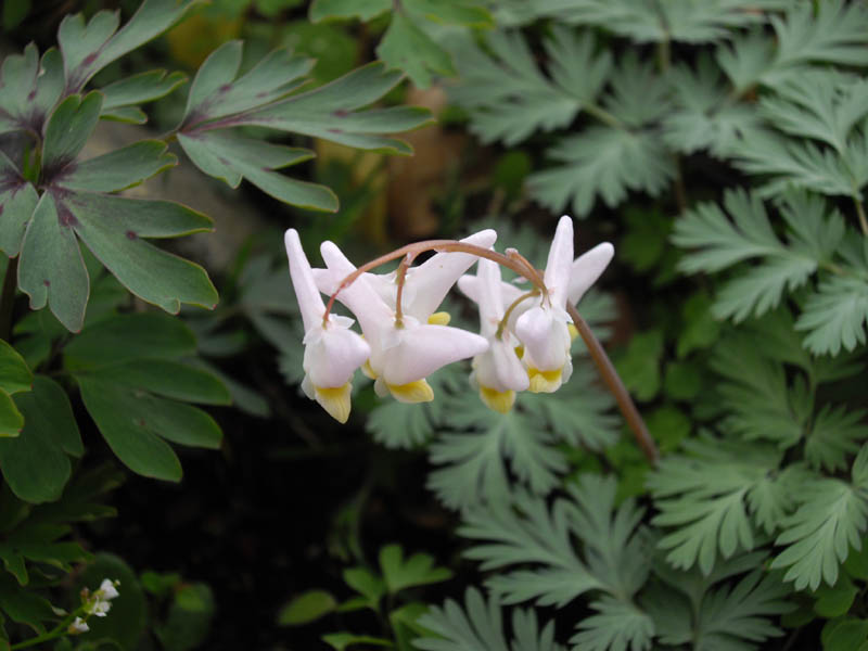 Dicentra cucullaria (Dutchman's breeches)
