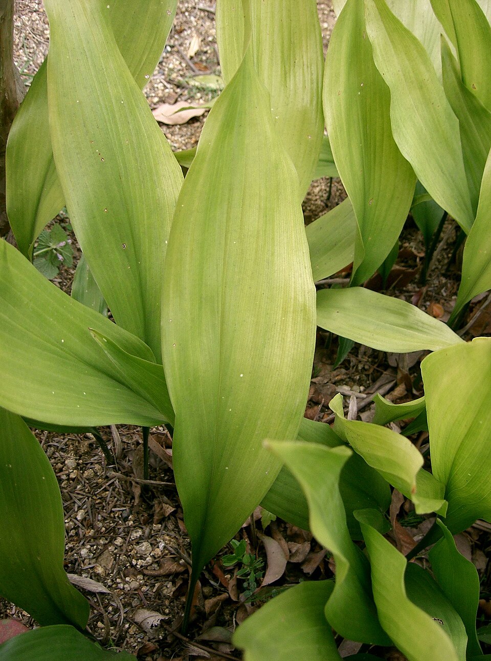 Aspidistra elatior (Cast Iron Plant) (alternate view 9)