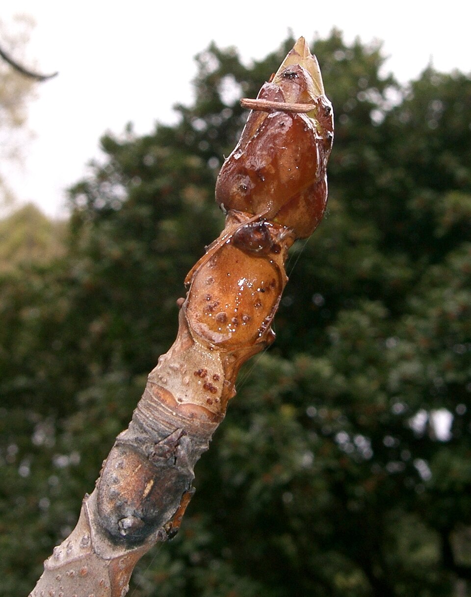 Aesculus turbinata (Japanese Horse Chestnut) (alternate view 9)