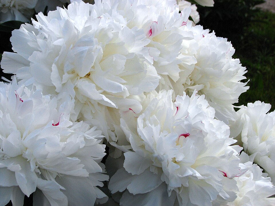 Paeonia lactiflora 'Festiva Maxima' (Festiva Maxima Peony) (alternate view 2)