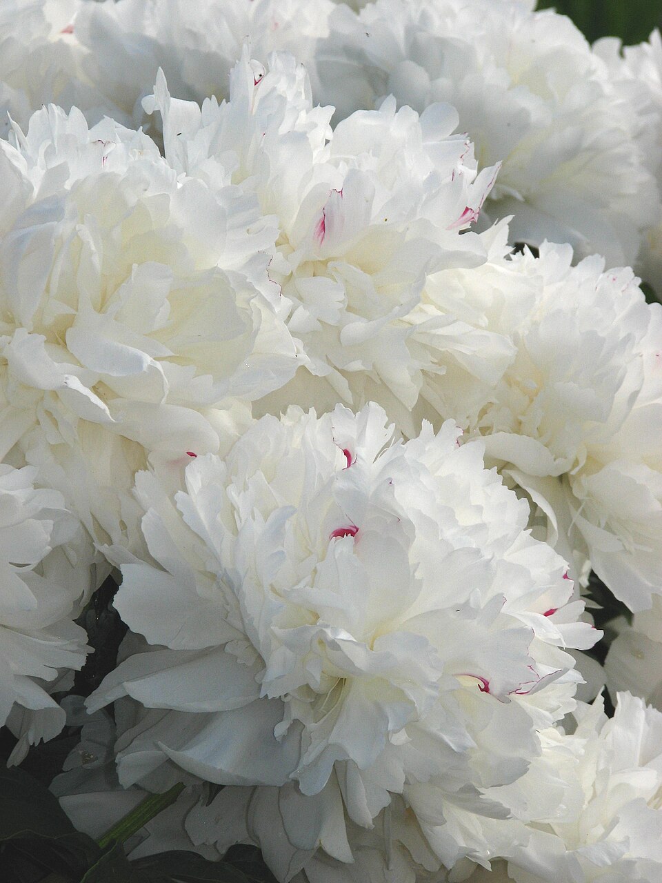 Paeonia lactiflora 'Festiva Maxima' (Festiva Maxima Peony) (alternate view 3)