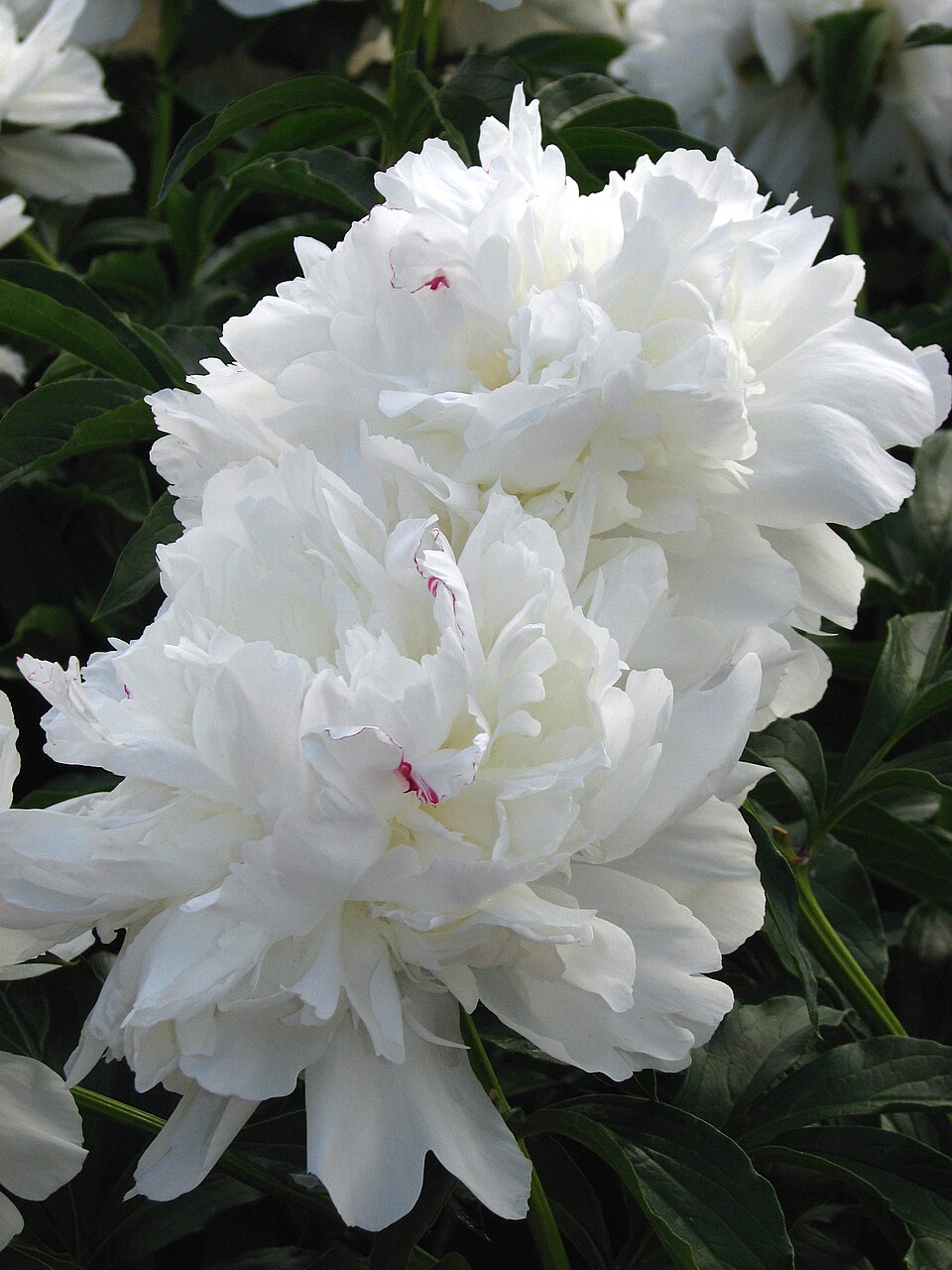 Paeonia lactiflora 'Festiva Maxima' (Festiva Maxima Peony) (alternate view 4)
