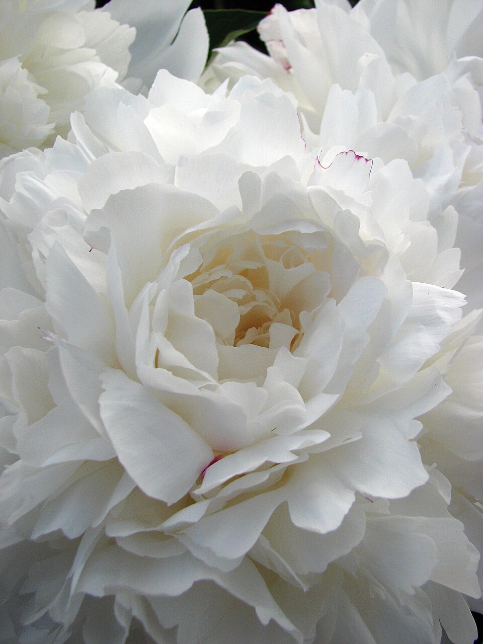 Paeonia lactiflora 'Festiva Maxima' (Festiva Maxima Peony) (alternate view 5)