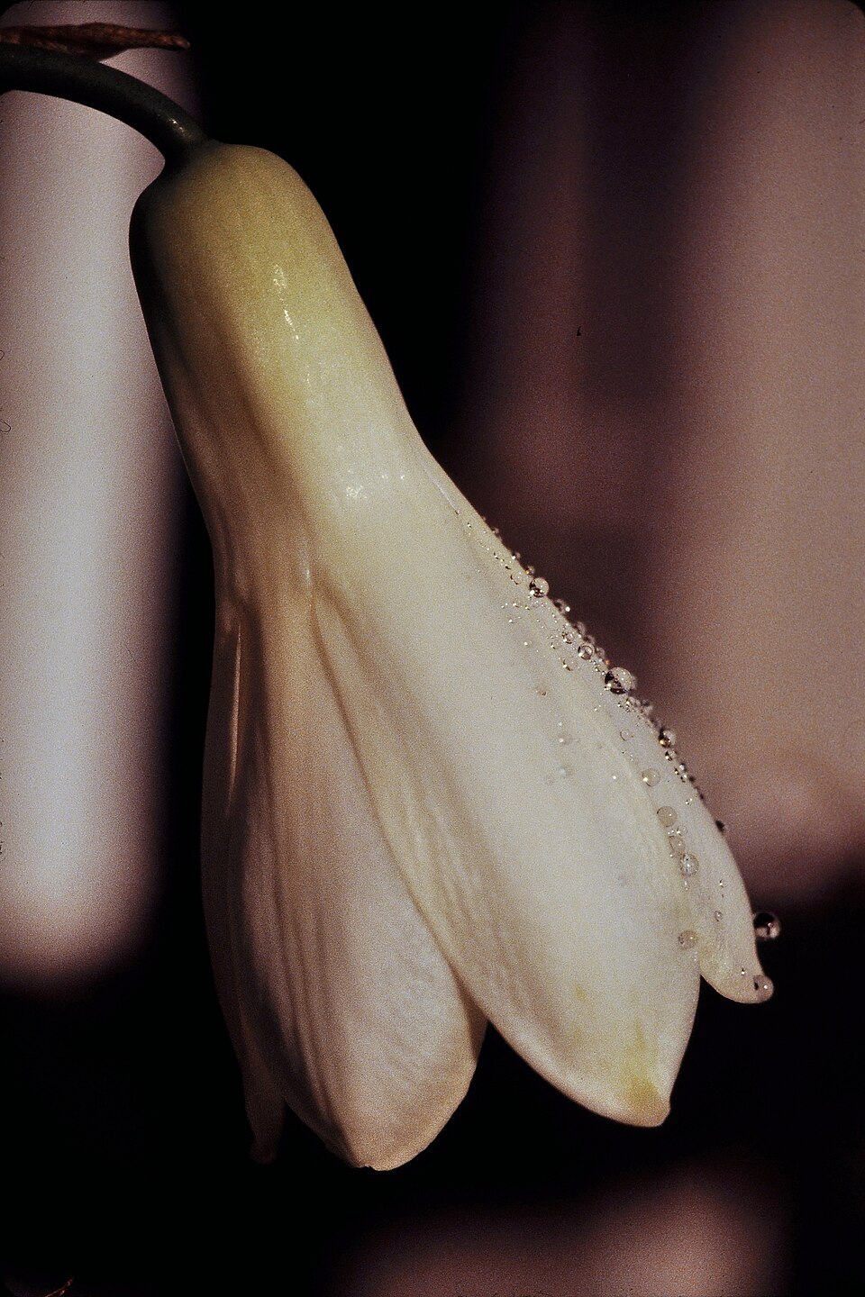 Ornithogalum candicans (Summer hyacinth) (alternate view 10)