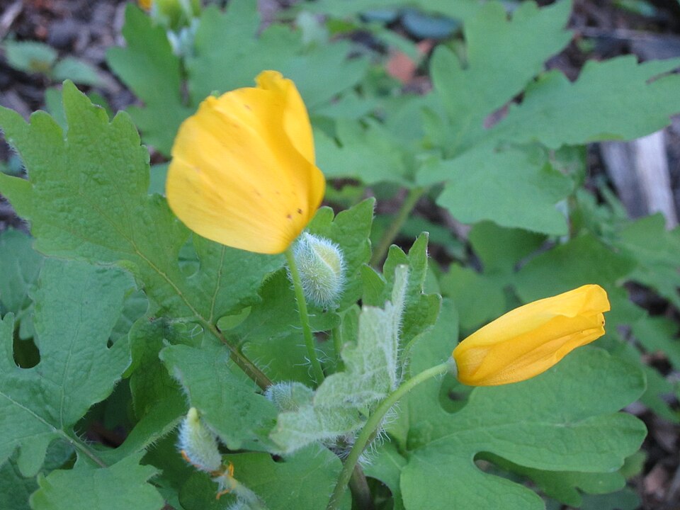 Chelidonium diphyllum (Celandine Poppy) (alternate view 3)