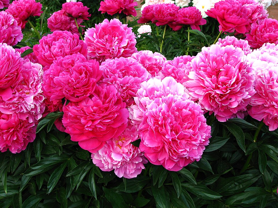 Paeonia 'Kansas' (Kansas Peony) (alternate view 2)