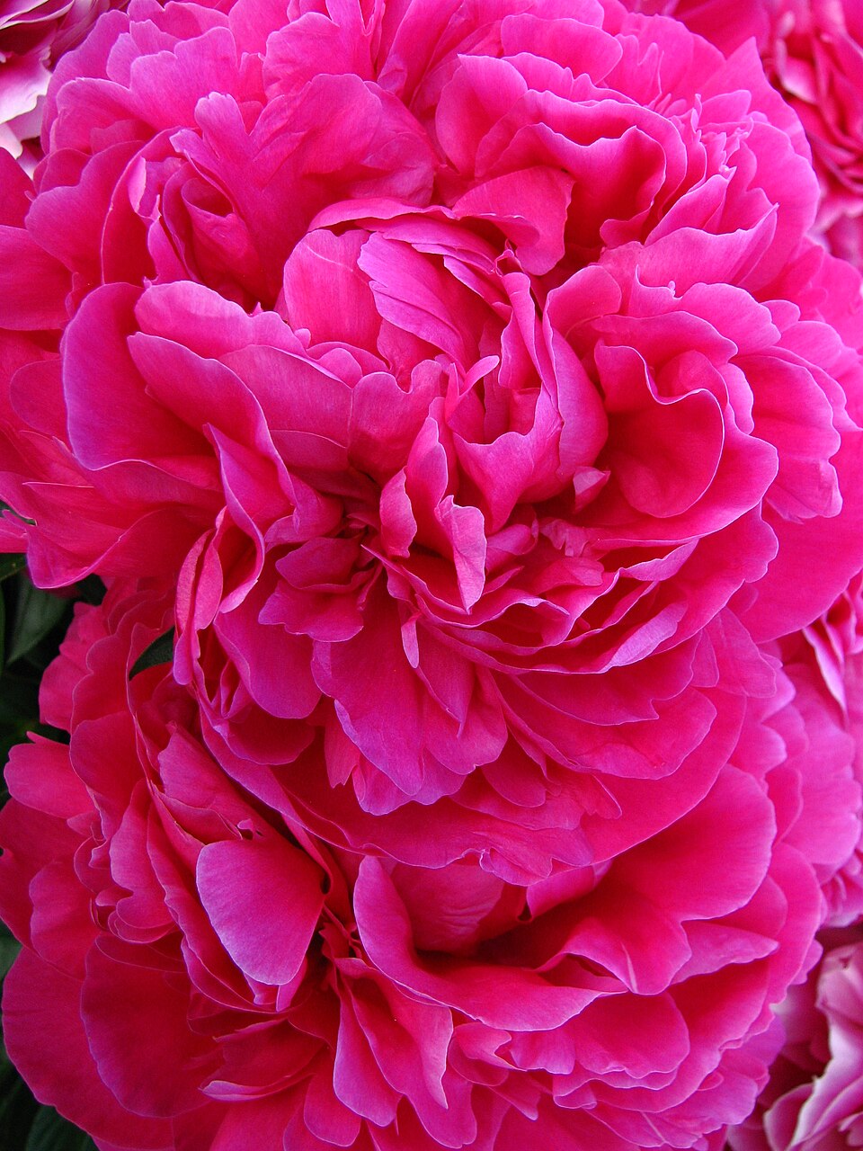 Paeonia 'Kansas' (Kansas Peony) (alternate view 3)