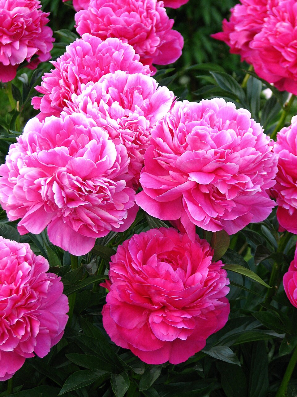 Paeonia 'Kansas' (Kansas Peony) (alternate view 4)