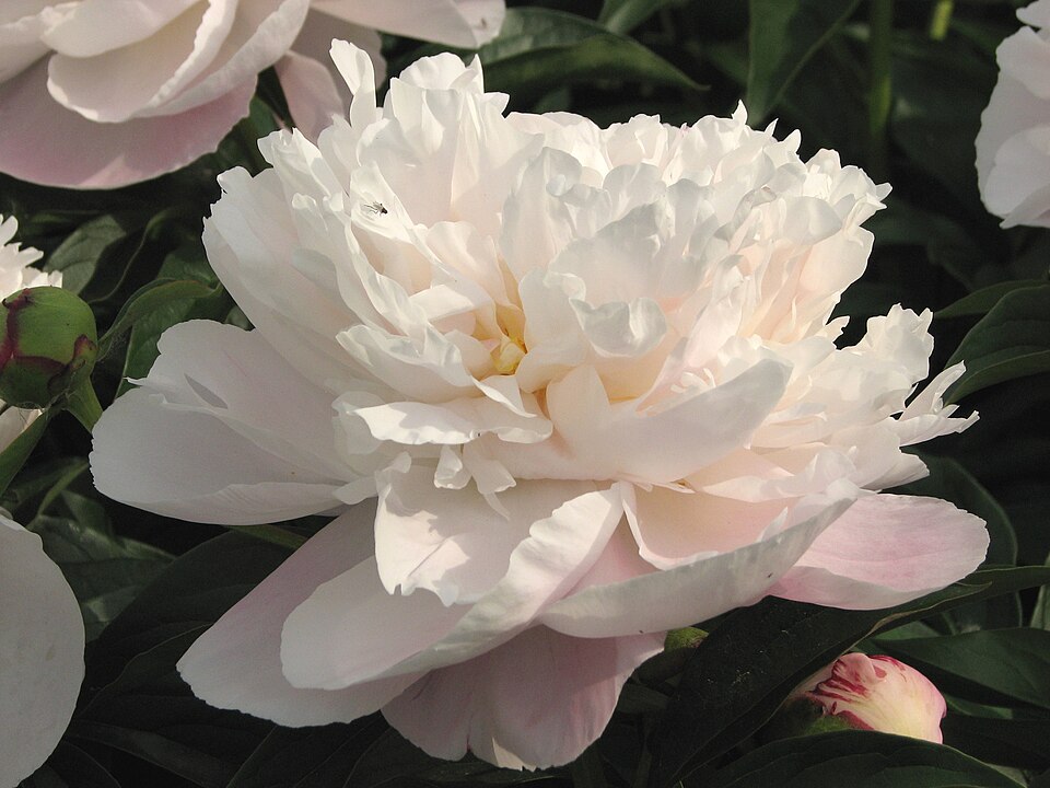 Paeonia 'Lady Alexandra Duff' (Lady Alexandra Duff Peony)
