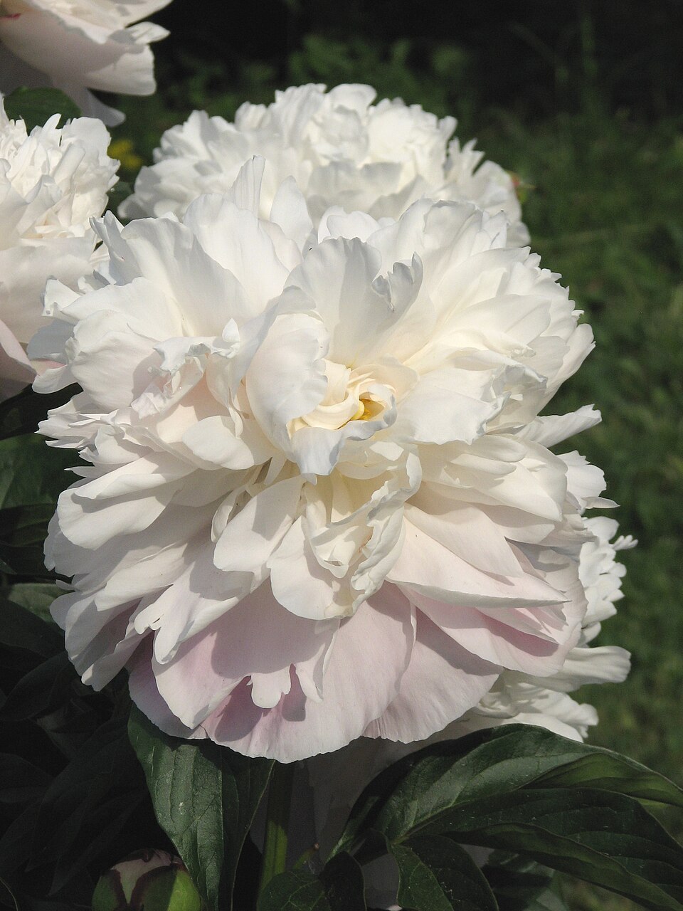 Paeonia 'Lady Alexandra Duff' (Lady Alexandra Duff Peony) (alternate view 2)