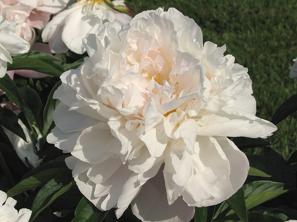 Paeonia 'Lady Alexandra Duff' (Lady Alexandra Duff Peony) (alternate view 3)