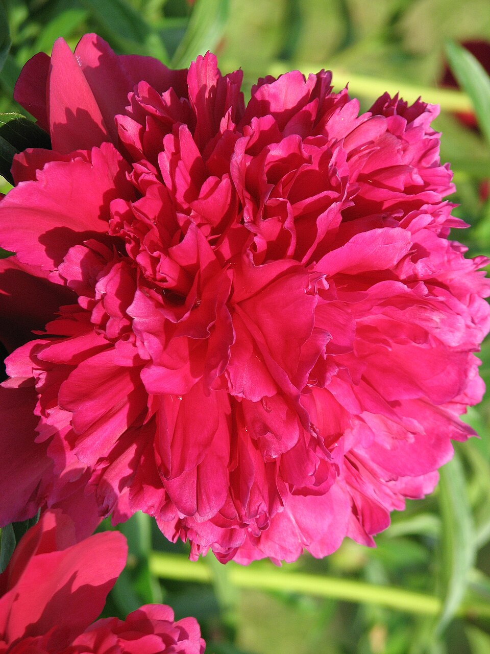 Paeonia 'Best Man' (Best Man Peony) (alternate view 2)