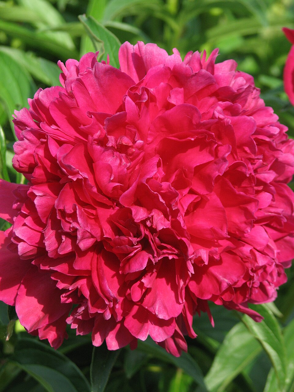 Paeonia 'Best Man' (Best Man Peony) (alternate view 3)