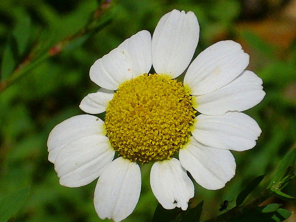 Anthemis cotula (chamomile) (alternate view 8)