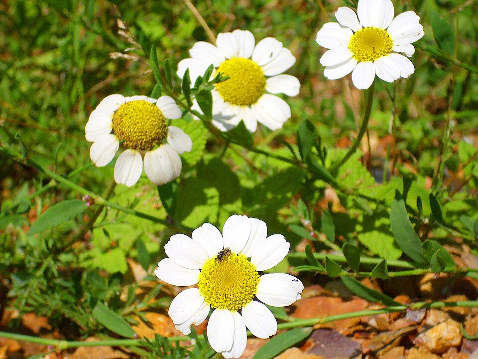 Anthemis cotula (chamomile) (alternate view 9)