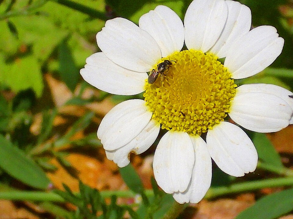 Anthemis cotula (chamomile) (alternate view 10)