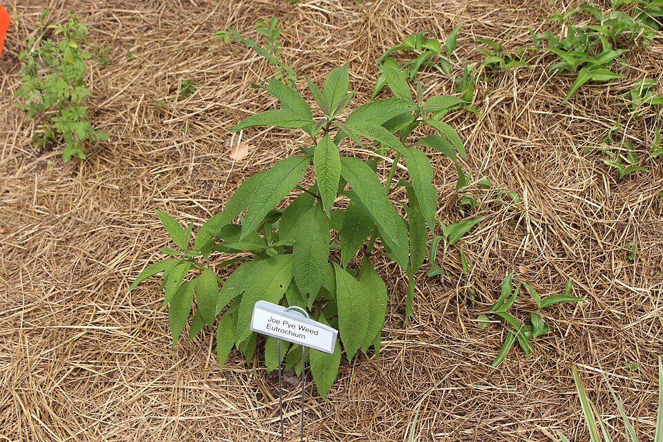 Eutrochium (Joe-Pye weeds)