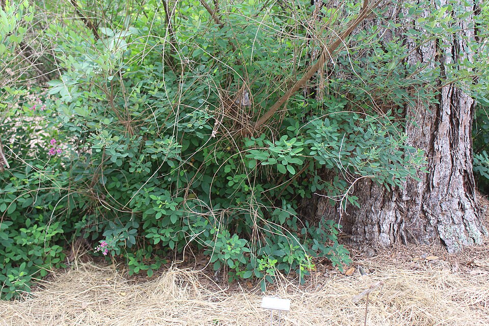 Lespedeza (bush clovers and lespedezas) (alternate view 2)