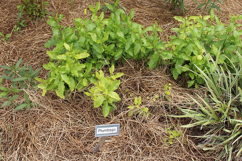 Plumbago (plumbagos)