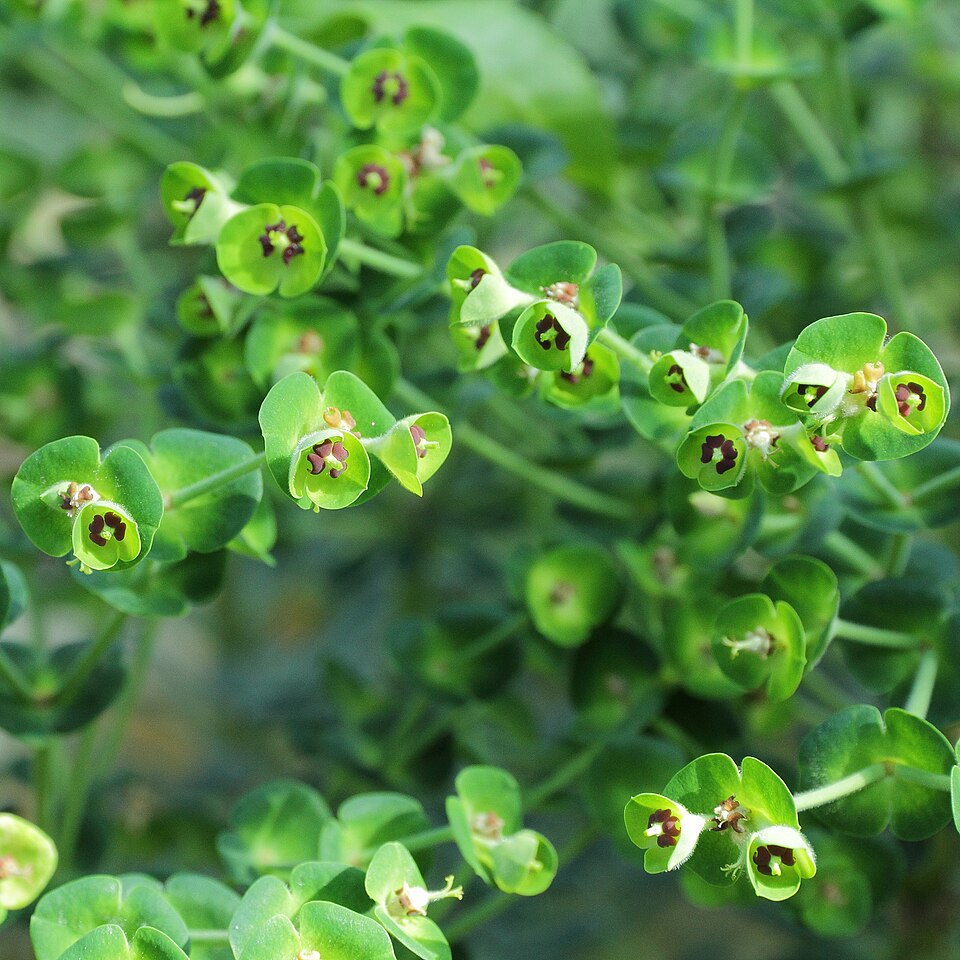 Euphorbia characias wulfenii (Mediterranean spurge) (alternate view 9)