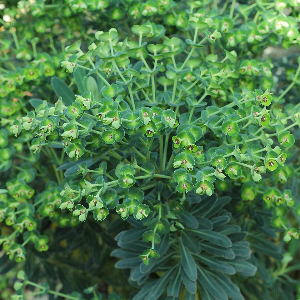 Euphorbia characias wulfenii (Mediterranean spurge) (alternate view 10)