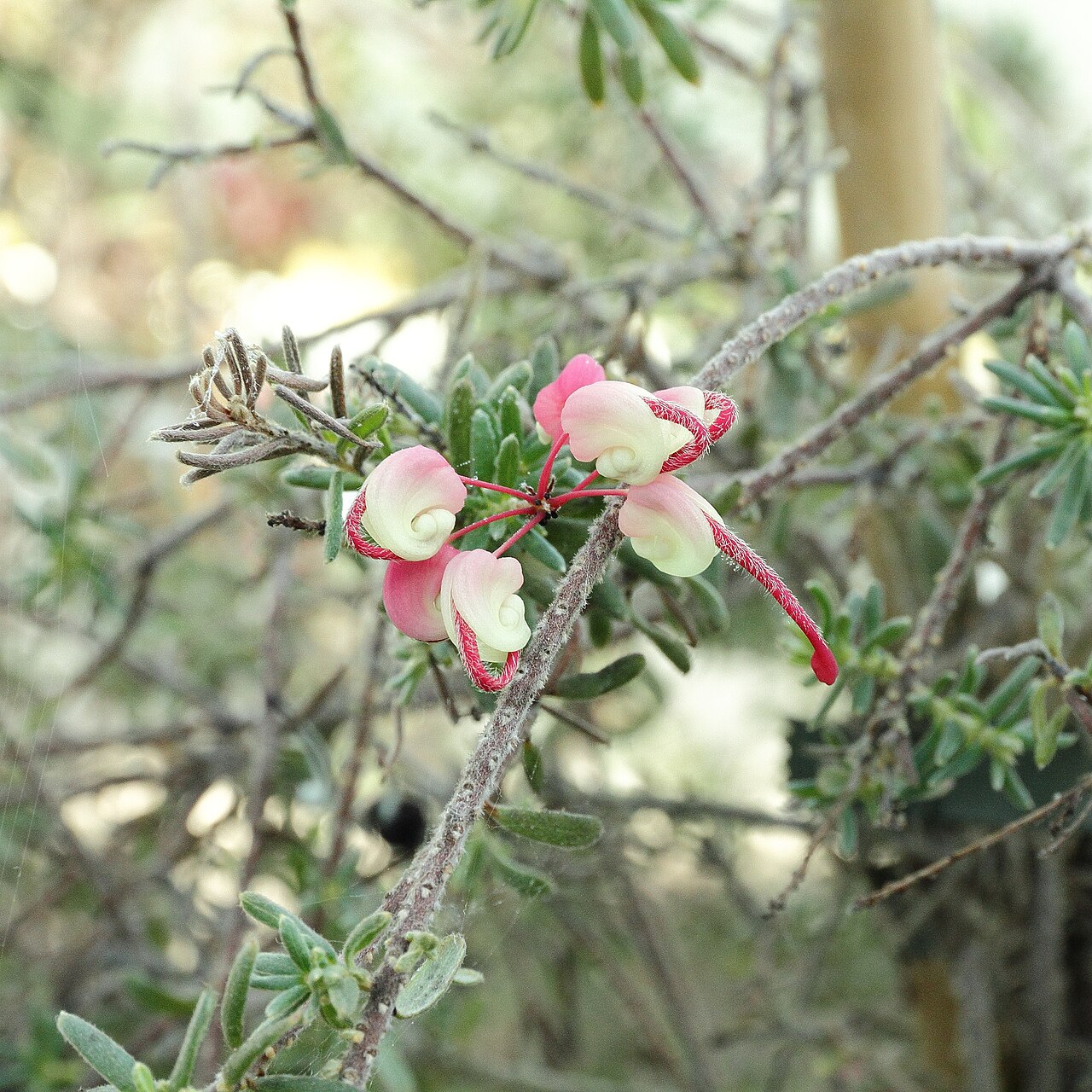 Grevillea lanigera, Woolly grevillea — spreading evergreen (Proteaceae) (image 1 of 8)