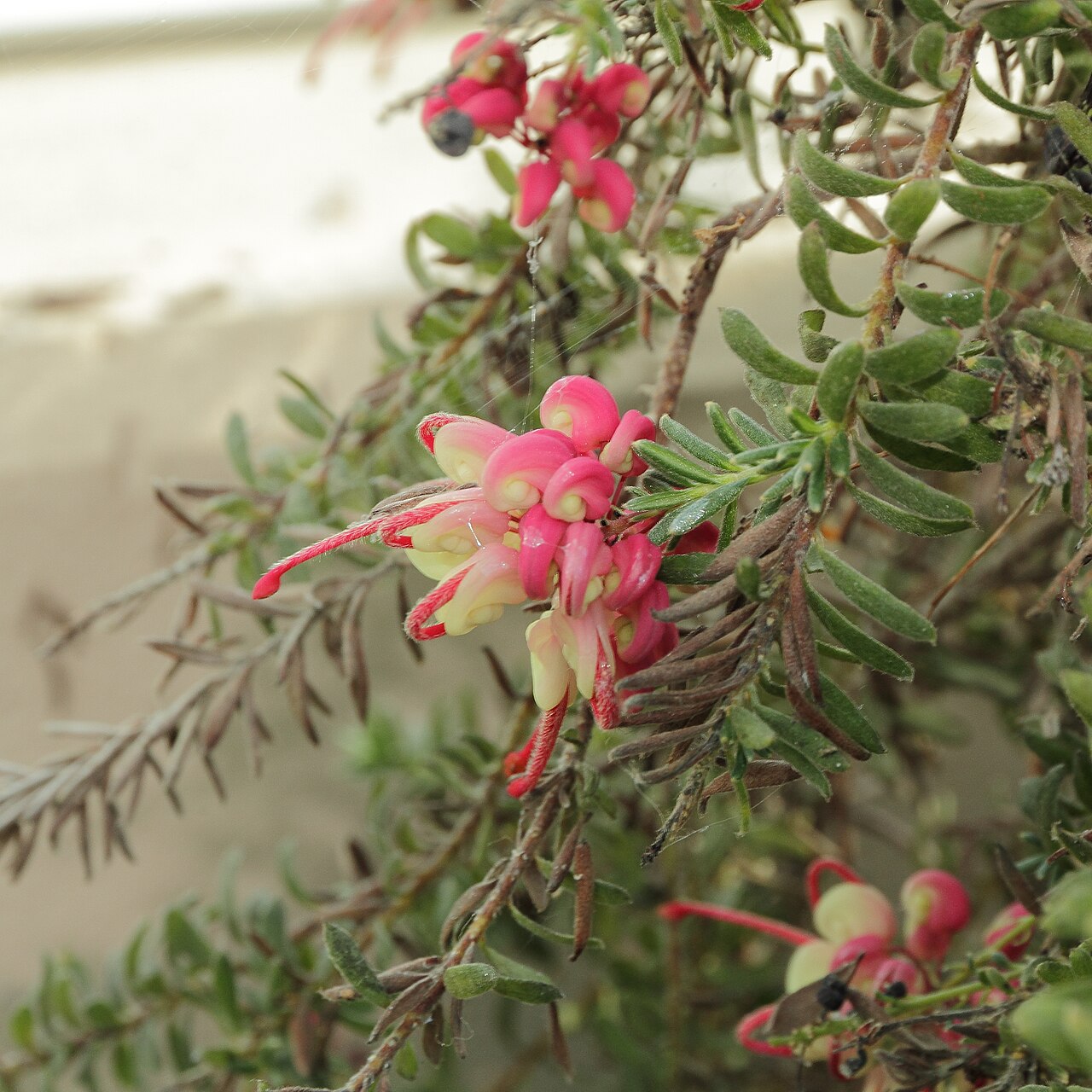 Grevillea lanigera, Woolly grevillea — spreading evergreen (Proteaceae) (image 2 of 8)