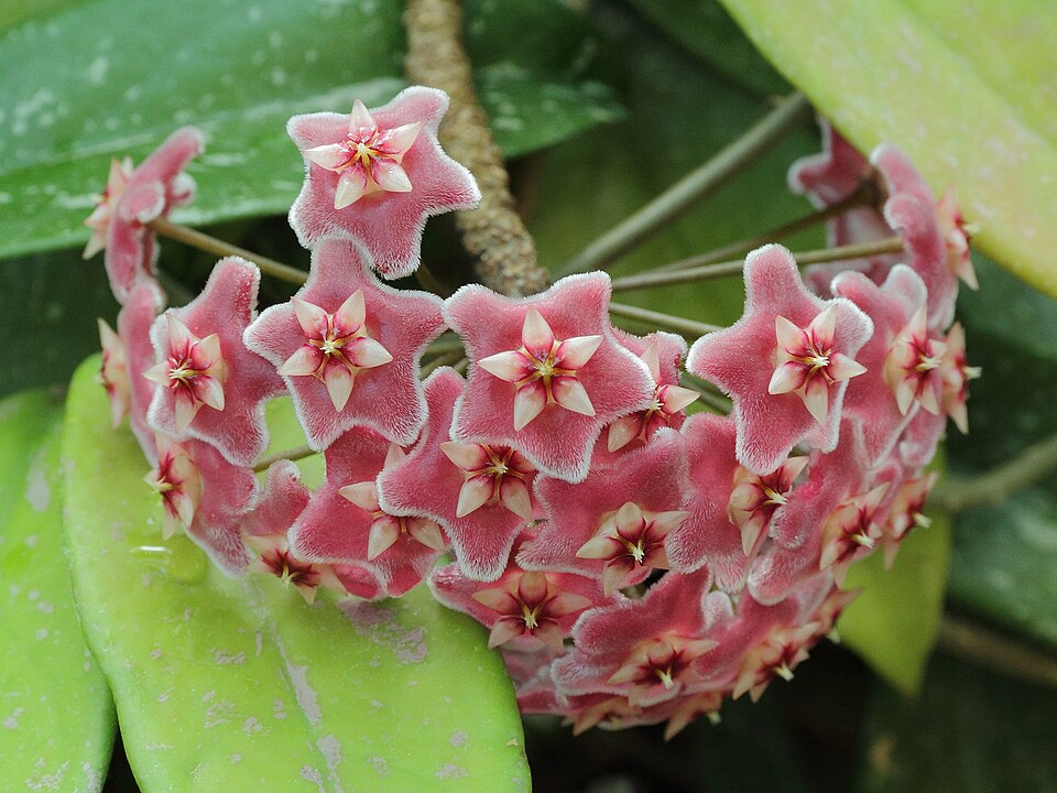 Hoya pubicalyx (Wax Plant) (alternate view 9)