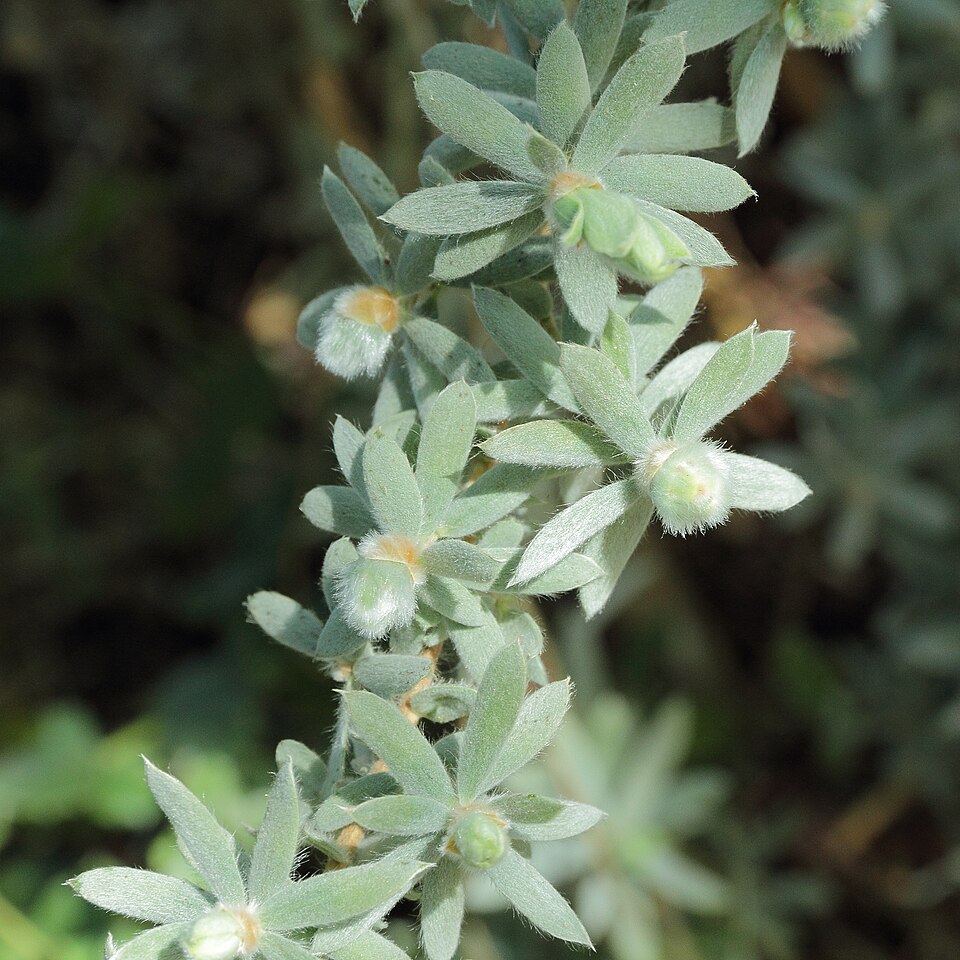 Leptospermum lanigerum (Woolly Teatree) (alternate view 7)