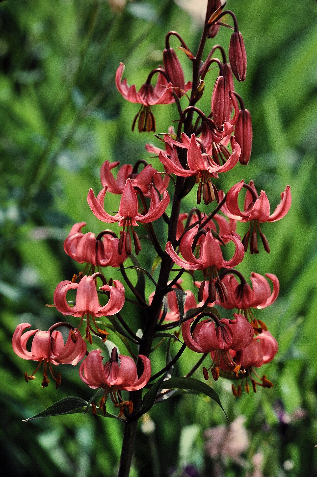 Lilium martagon (Martagon Lily)