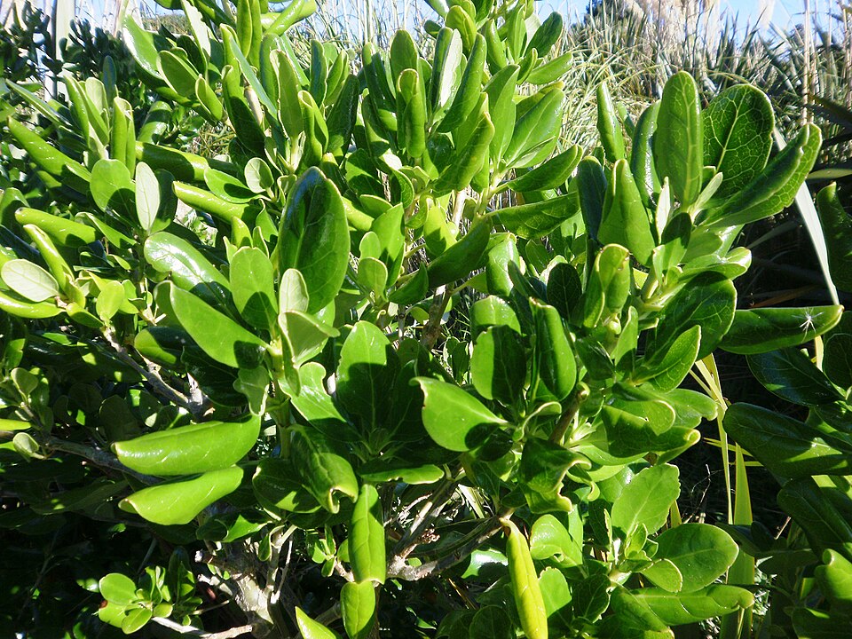 Coprosma repens (Taupata) (alternate view 8)