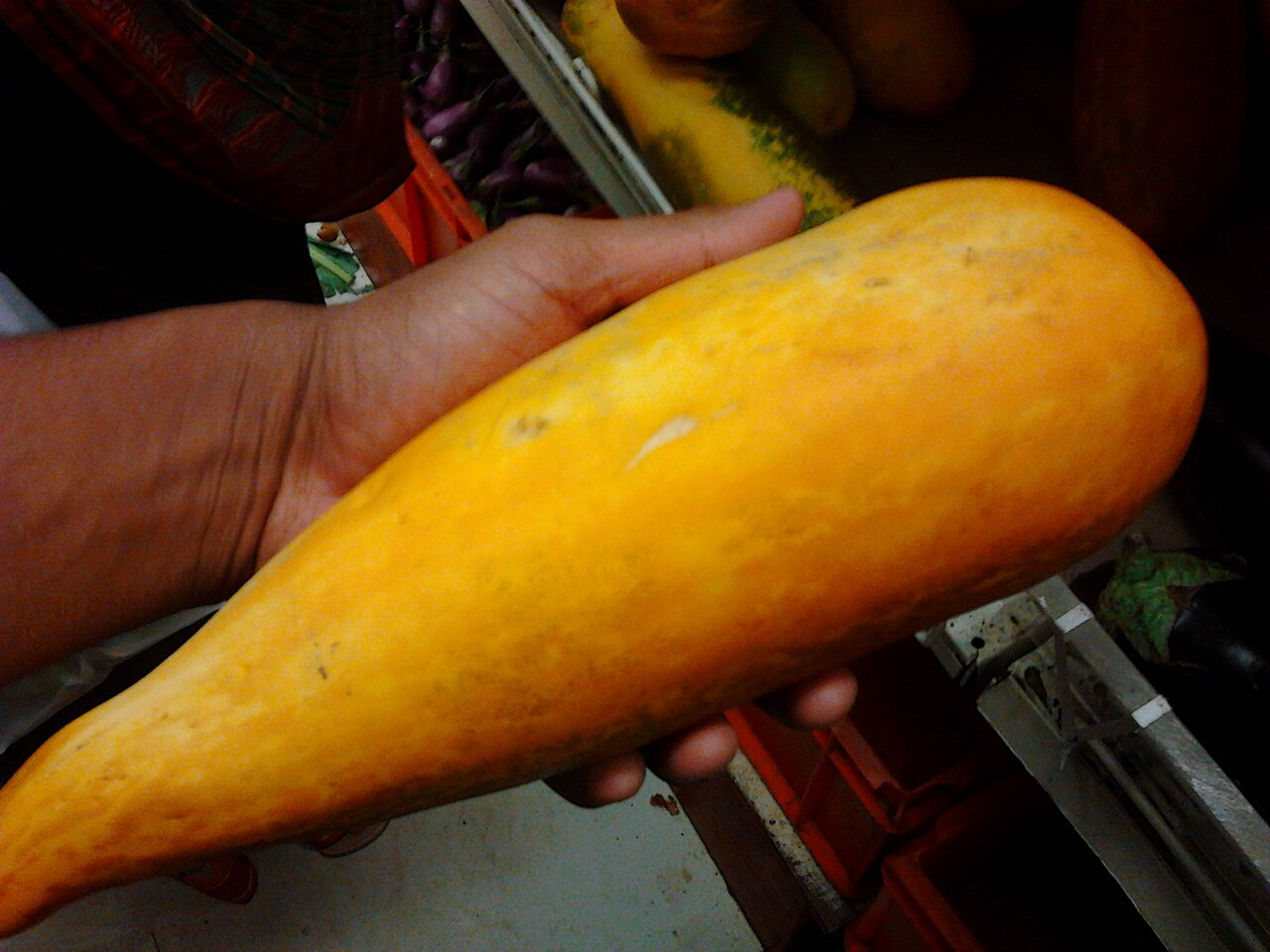Cucumis sativus, Cucumber — climbing deciduous (Cucurbitaceae) (image 4 of 9)