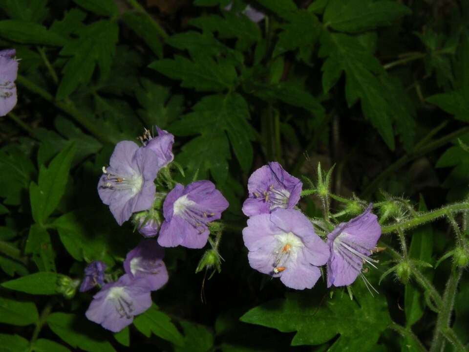 Phacelia bipinnatifida (Purple Phacelia) (alternate view 8)