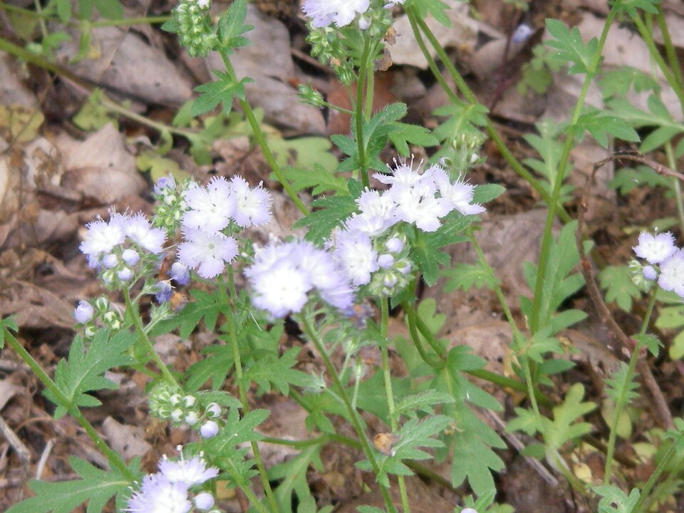 Phacelia purshii (Miami Mist) (alternate view 6)