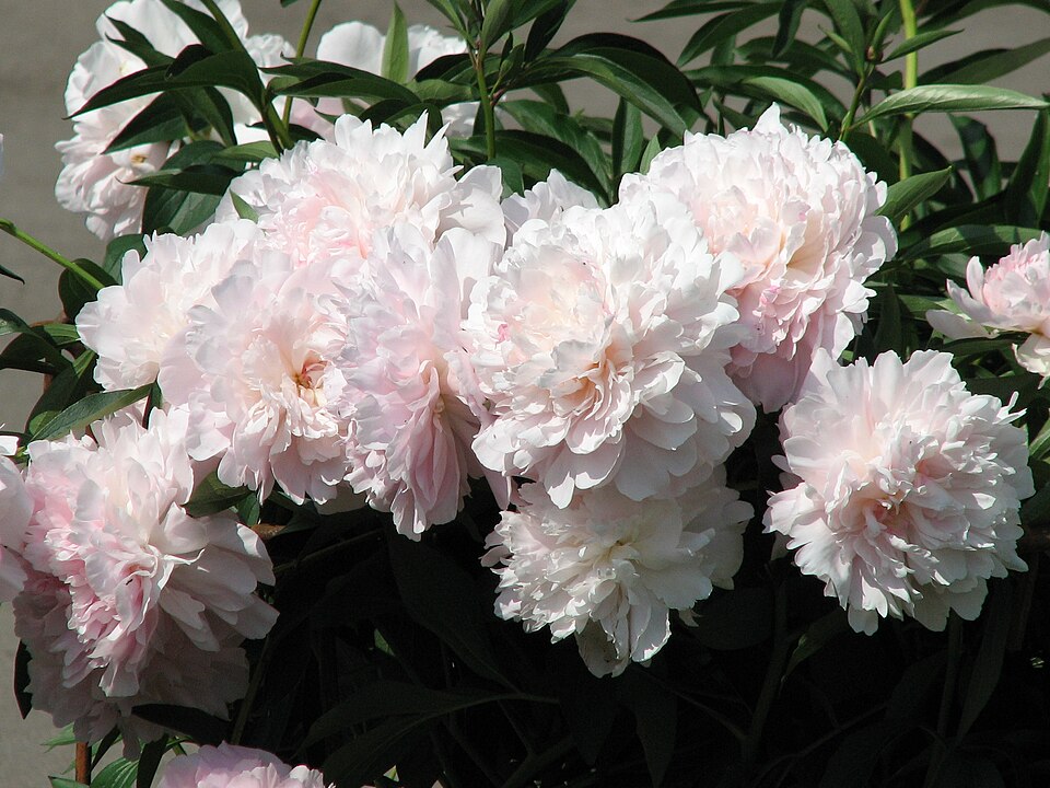 Paeonia 'Madame Calot' (Madame Calot Peony) (alternate view 2)