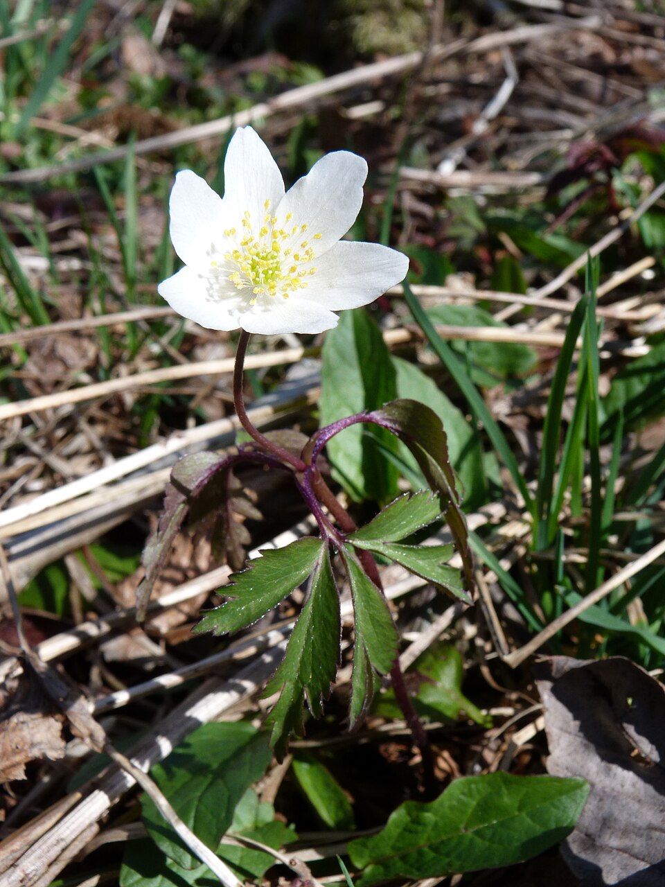 Anemone nemorosa (wood anemone) (alternate view 4)