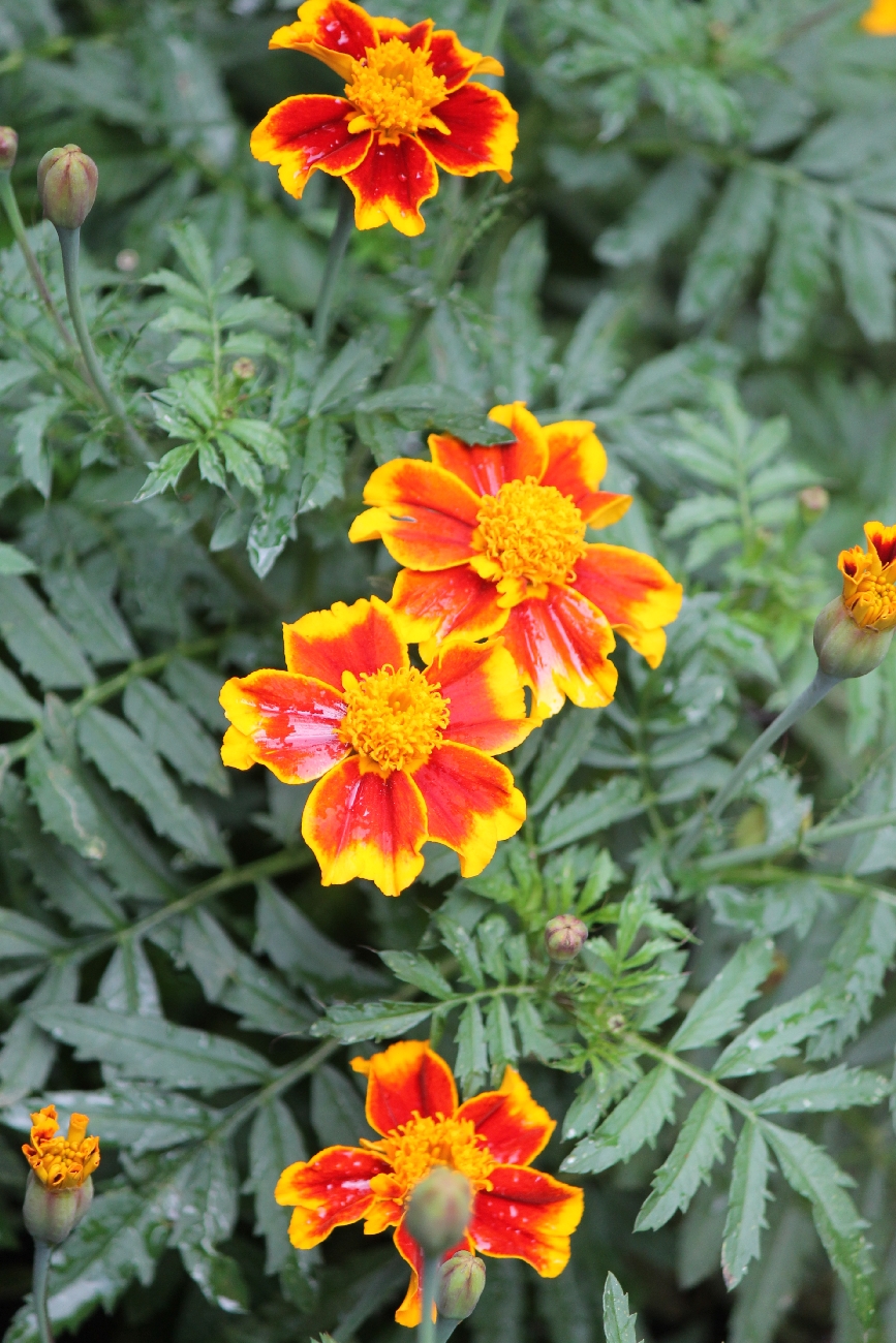 Tagetes erecta (Mexican Marigold) (alternate view 8)