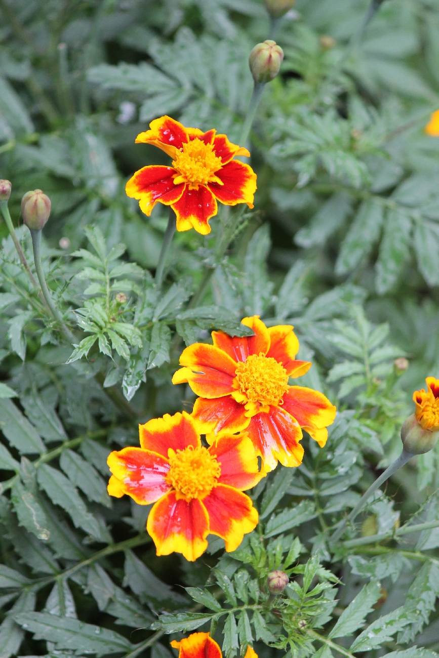 Tagetes erecta (Mexican Marigold) (alternate view 9)