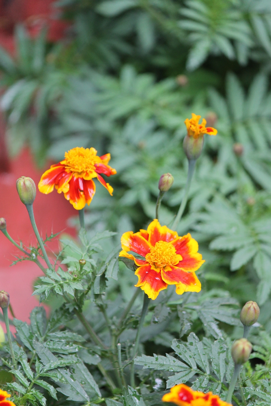 Tagetes erecta (Mexican Marigold) (alternate view 10)