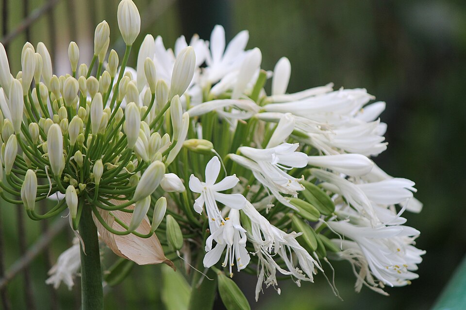 Agapanthus africanus (lily of the Nile) (alternate view 8)