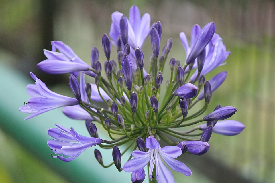 Agapanthus praecox (blue lily)