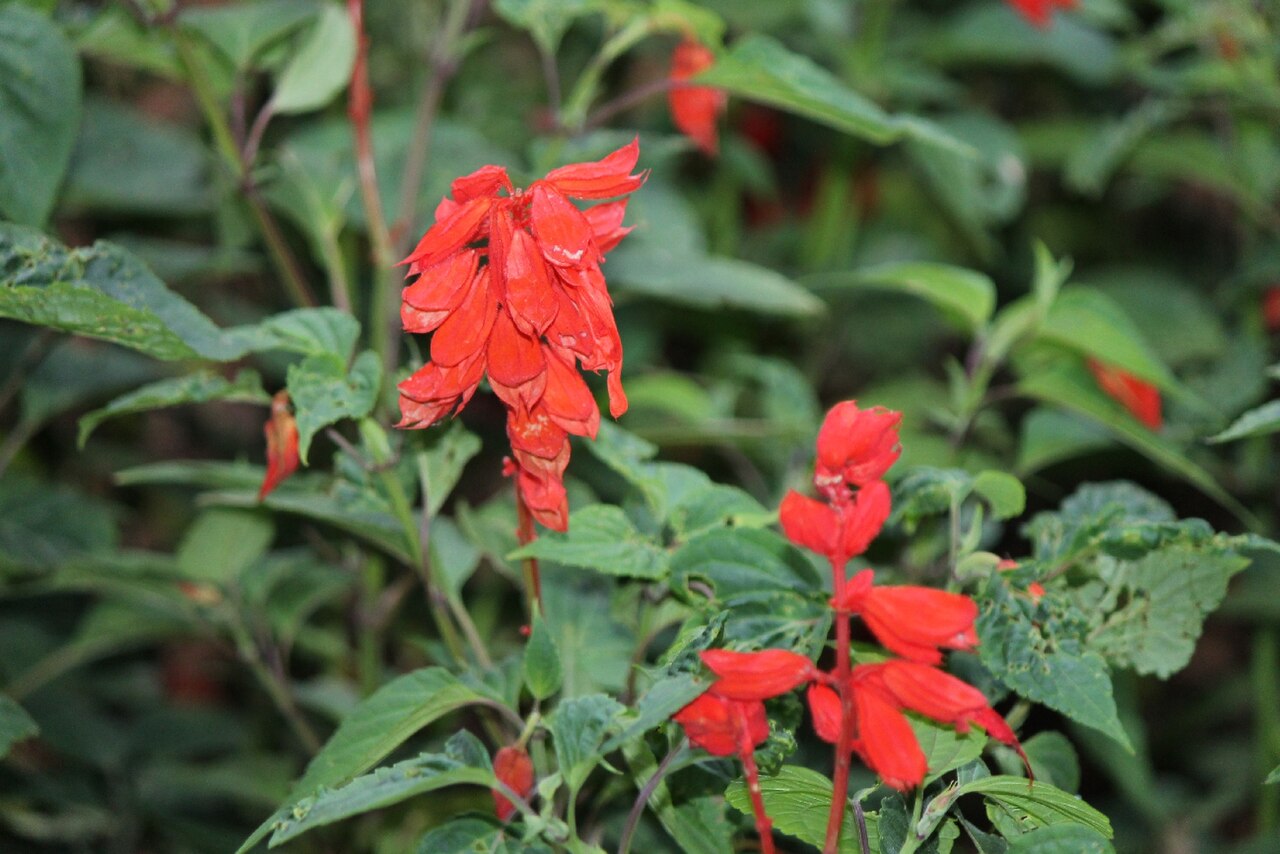 Salvia splendens, Scarlet sage — upright (Lamiaceae) (image 2 of 10)