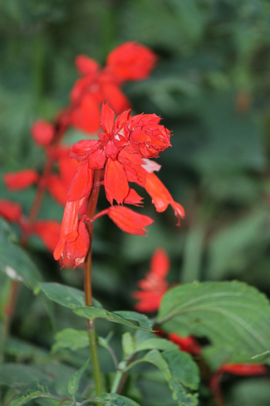Salvia splendens, Scarlet sage — upright (Lamiaceae) (image 3 of 10)