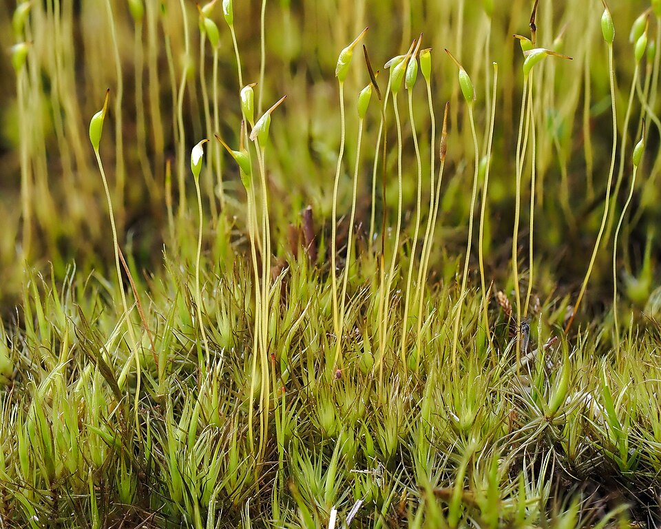 Dicranum (Forkmosses) (alternate view 4)