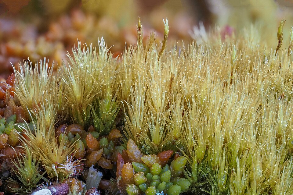 Dicranum (Forkmosses) (alternate view 5)